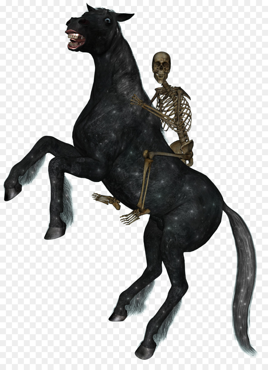 Horse&Rider Reitsport-Skelett - Reiten