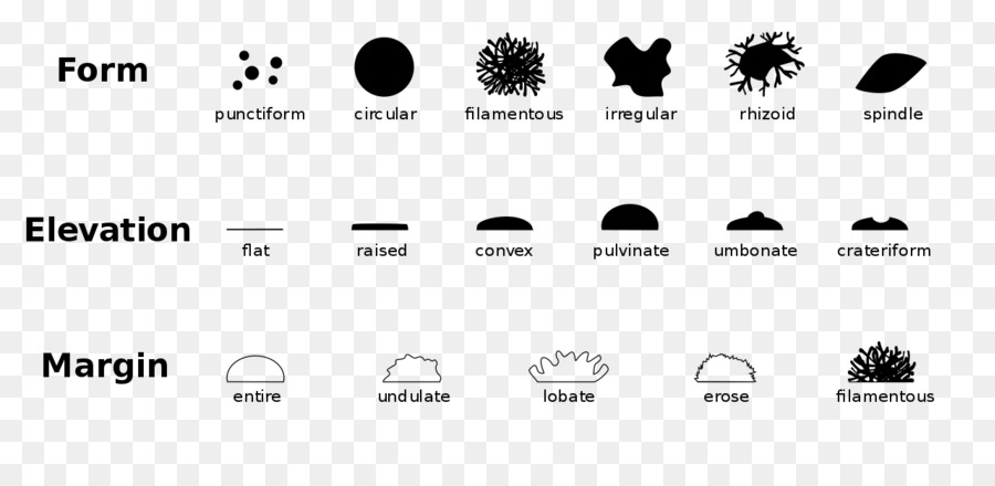 Cellulari batteriche morfologie Morfologia della Colonia di Microrganismi - altri
