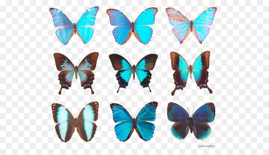 Schmetterlings-Diagramm clipart - Schmetterling