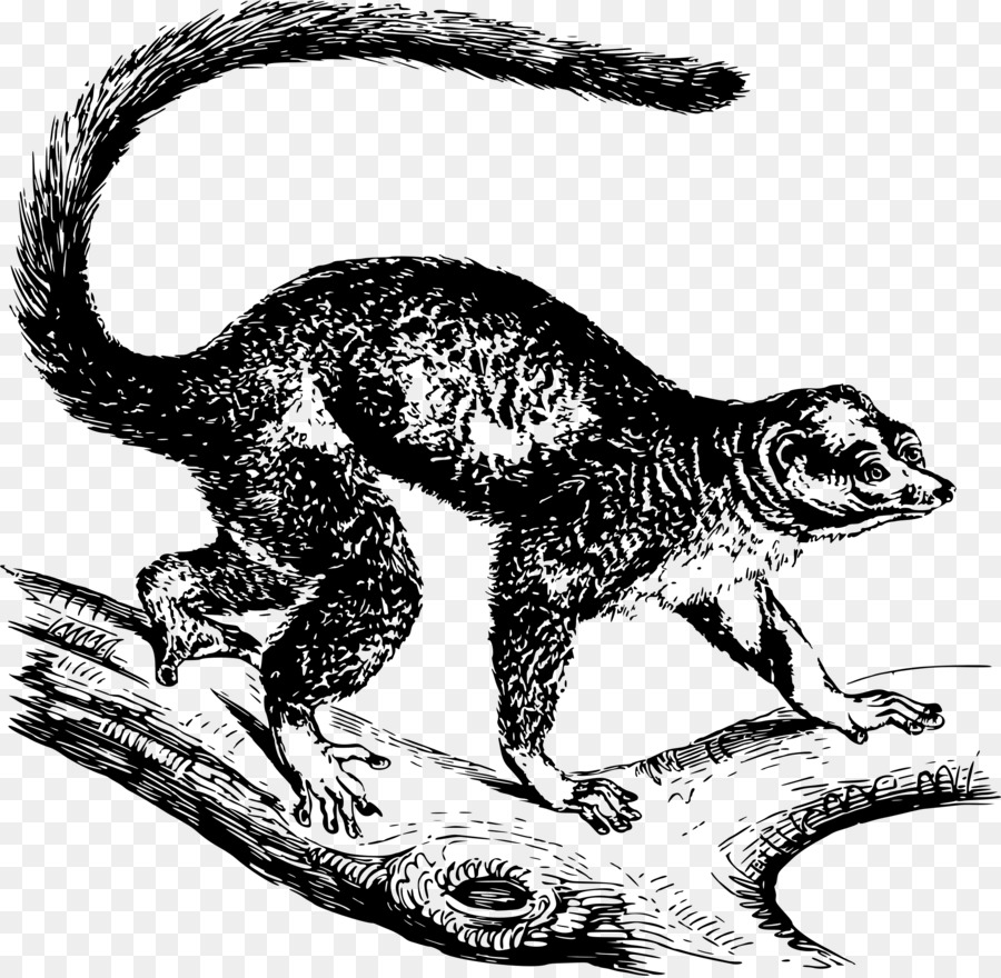Mongoose Lemur Vẽ Linh Trưởng - Ngỗng