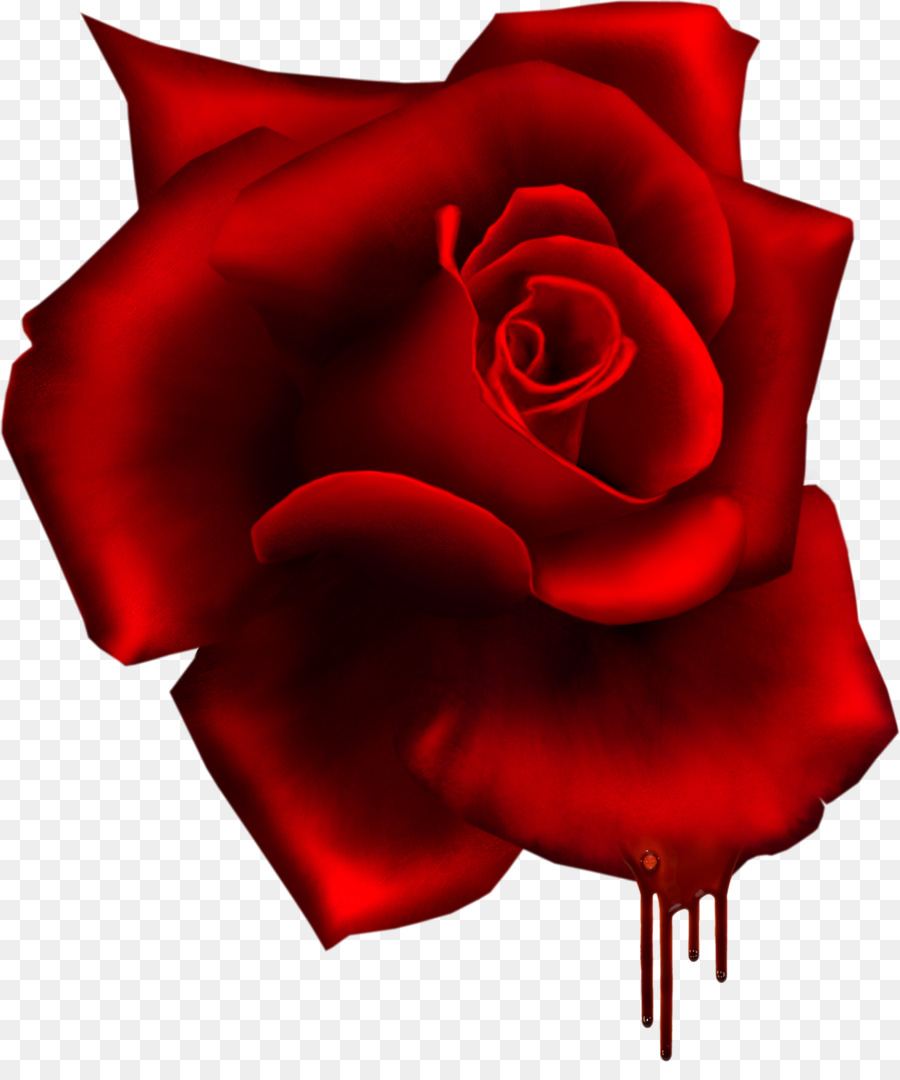 Le rose da giardino Fiore Rosso - rosa di mare