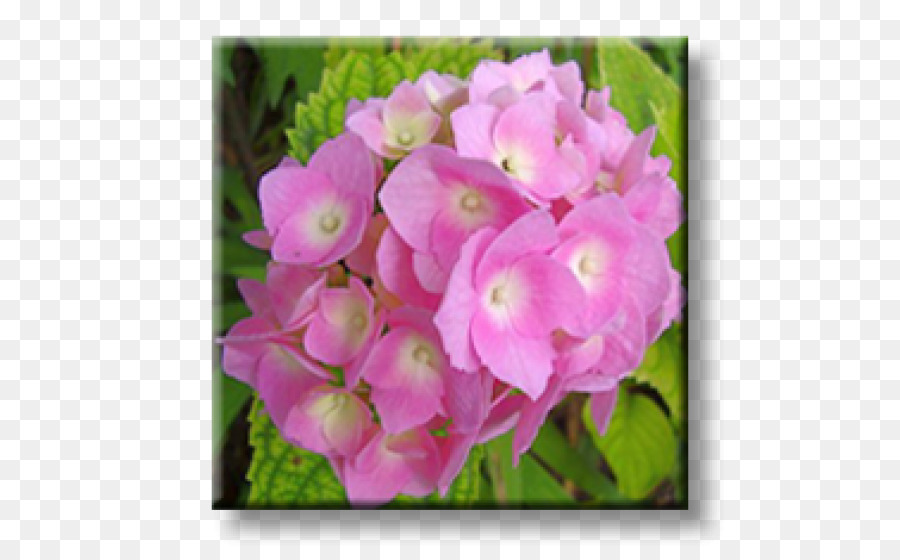 Arbusto Ortensia Redclaws Comune Hibiscus Pianta - ortensie rosa