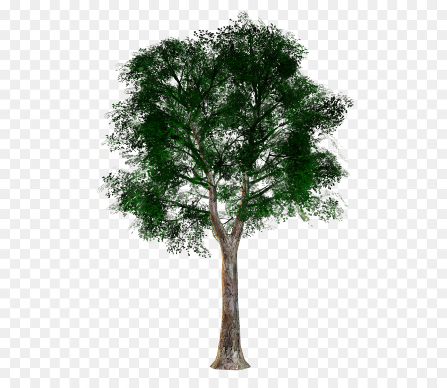 Albero di piante Legnose Tronco Ramo - albero