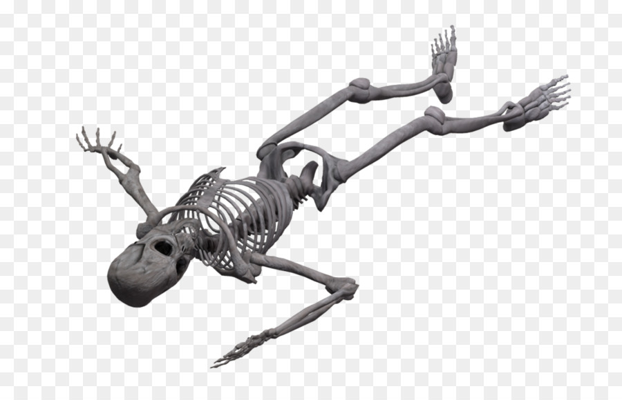 DeviantArt Fotografie Skelett - menschliche Knochen