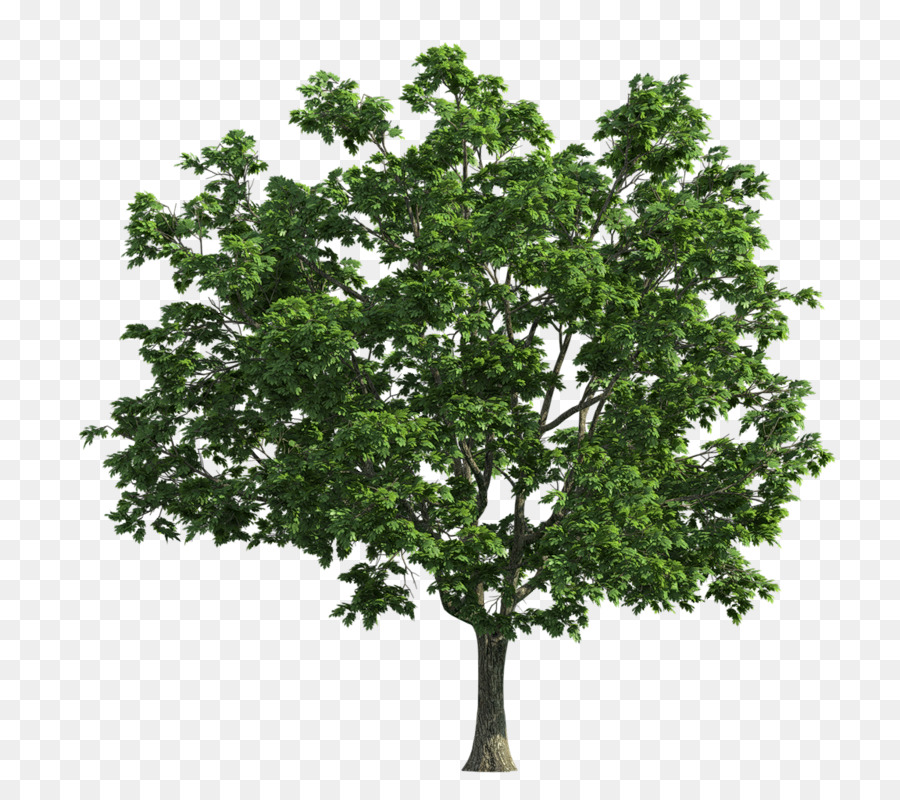 Albero Verde - albero