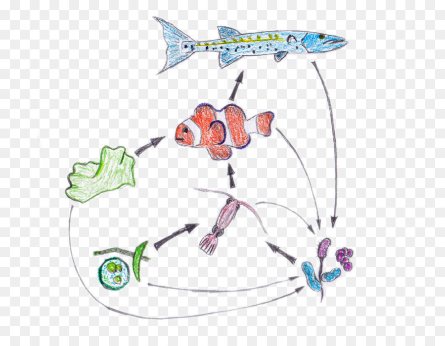 Web di cibo catena Alimentare Nemo Ecosistema - real stella marina
