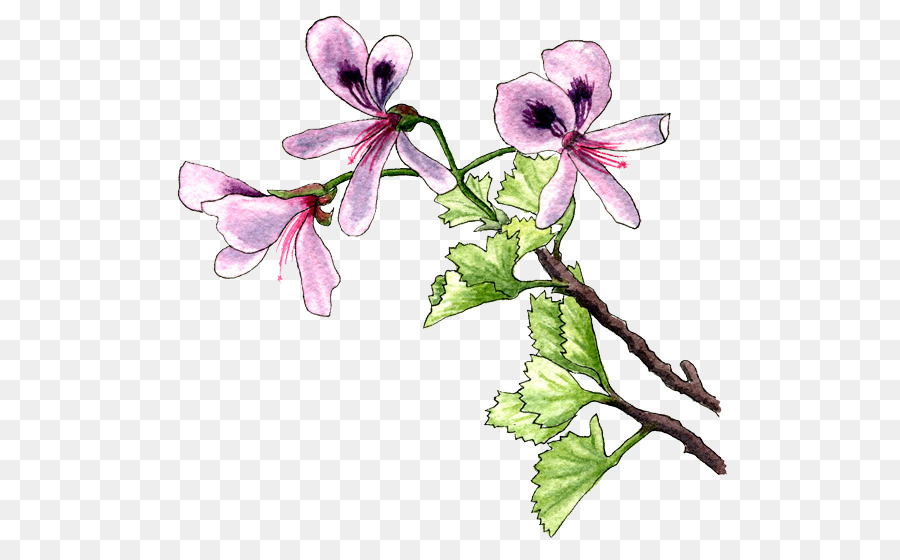 Pianta Fiore Viola Lilla Impollinatore - pelargonium