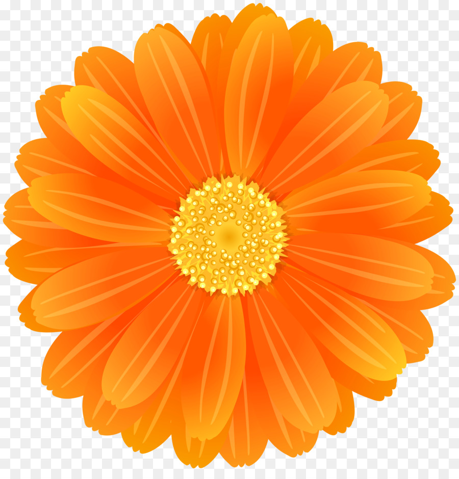 Transvaal daisy Fiore di Sfondo per il Desktop Arancione Clip art - fiori d'arancio