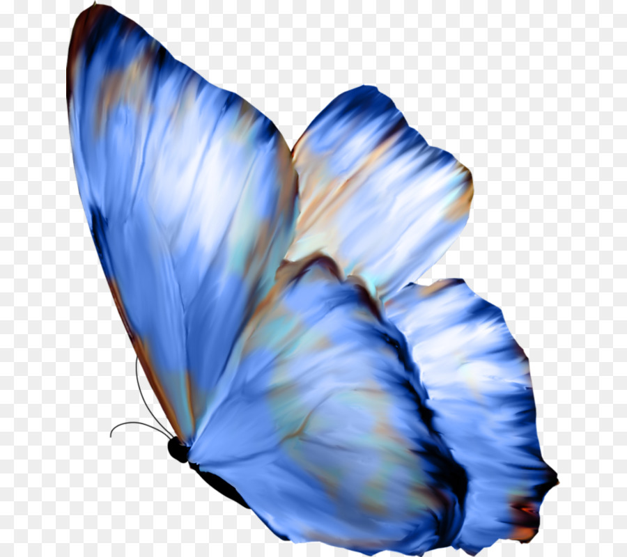 Bướm Celastrina ladon Gương Giấy - bướm