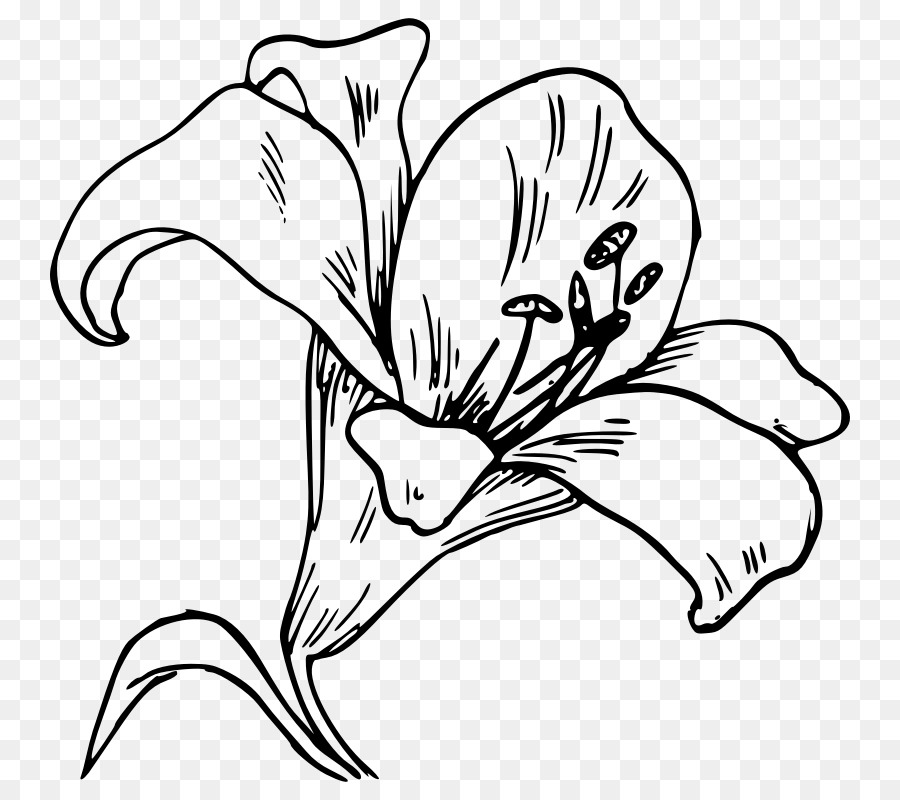 Lễ phục sinh lily Lilium 'thiên văn' Hổ lily Clip nghệ thuật - những người khác