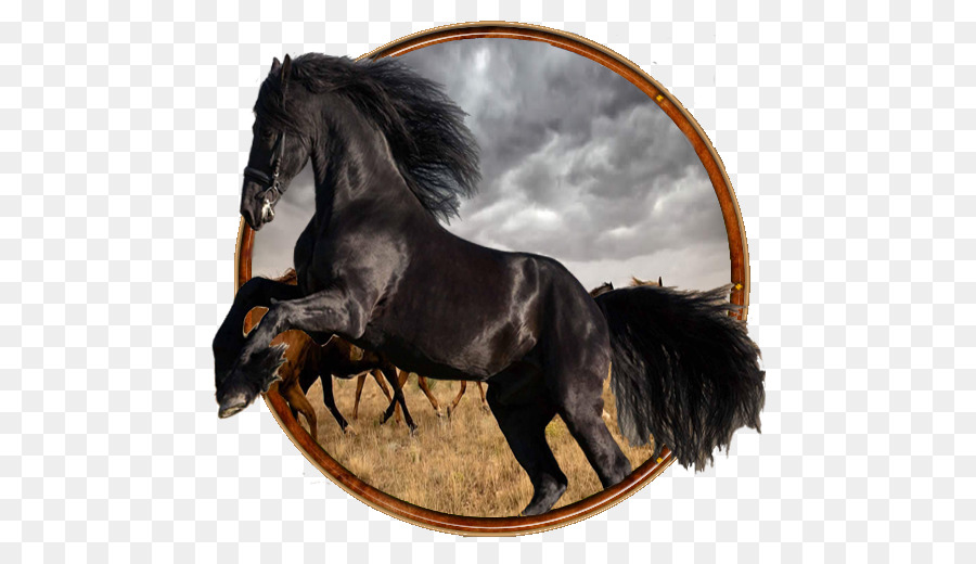 Mustang Ngựa Bảo Hiểm Dây Cương Pony - ngựa đua
