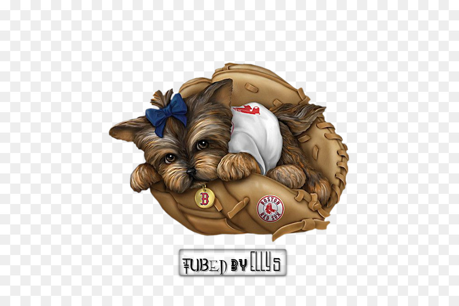 Yorkshire Terrier Red Sox Philadelphia Phillies Con Chó Con New York Mets - hoạt hình hippo