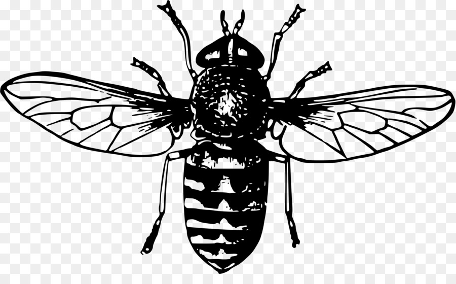 Queen bee Zeichnung Honey bee Clip art - Biene