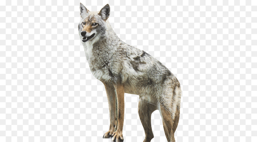 Coyote Cane Red fox Anatra Oca - appeso clipart