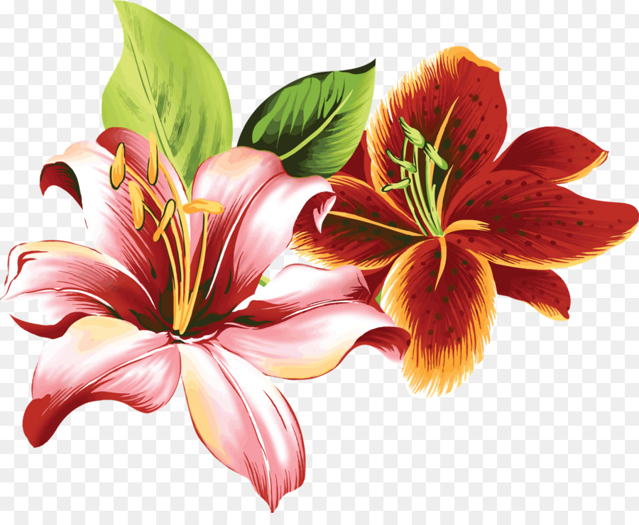 Lilium Blume-Farbe Clip art - Blume