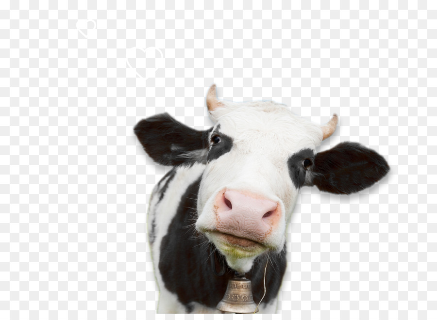 Milch Holstein Friesian Rinder Molkerei Weide Schafe - Kuh