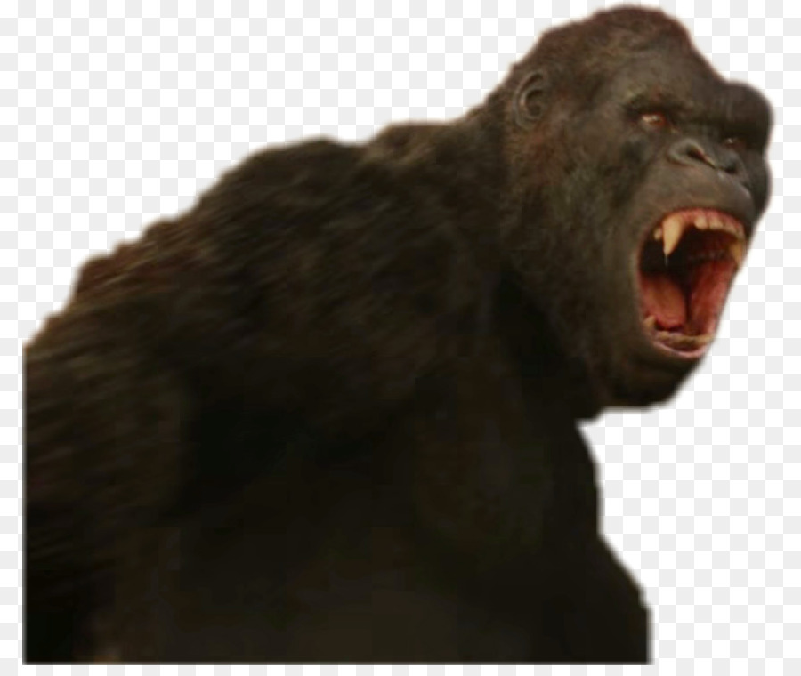 King Kong Affen westlicher gorilla DeviantArt Common chimpanzee - King Kong