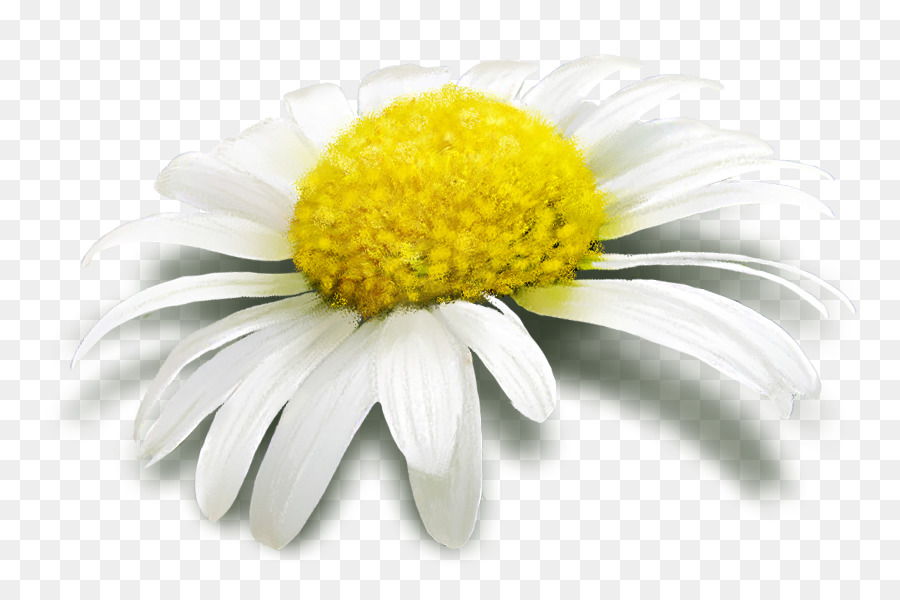 Gemeinsame daisy Blume Margarita - von