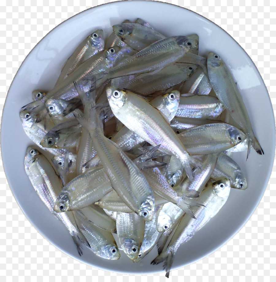 Malabar Matthi Curry Di Pesce, Acciughe Sardine Cibo - pesce