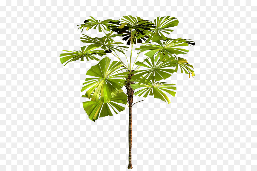 Date Tree Leaf