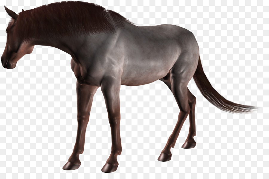 Stallion Mare Colt Mustang Gói động vật - mustang