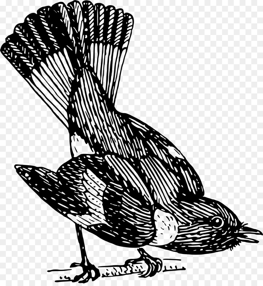 Uccello Comune codirosso Animale - uccello
