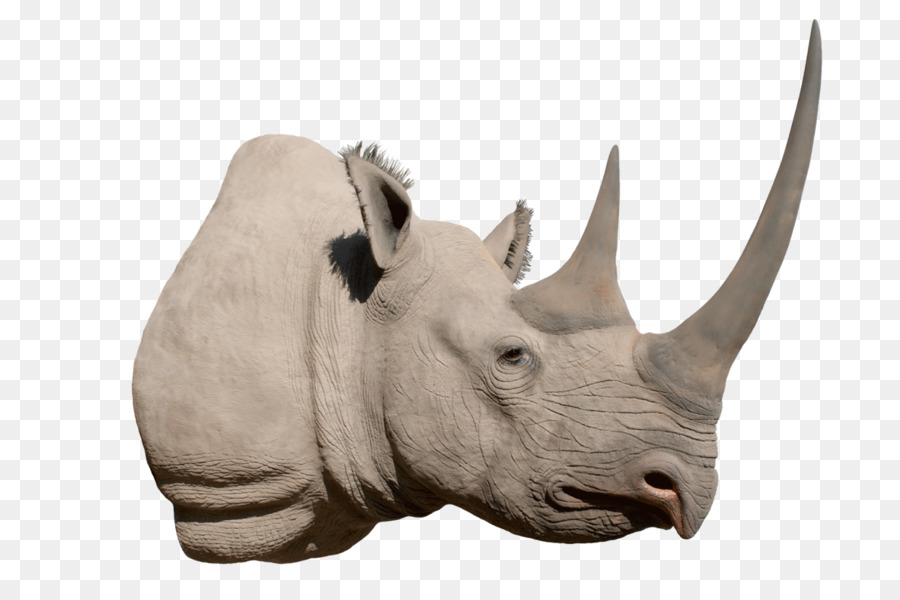 Western black rhino-Horn Und Elefant - Elefant