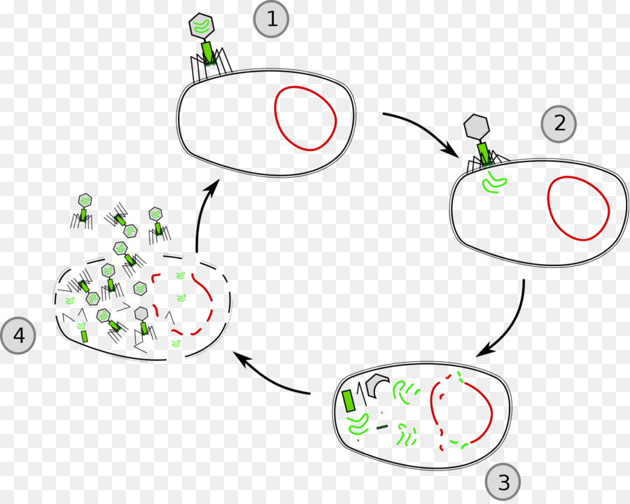 Lysis Lytic cycle Cell Virus Lysogenic zyklus - sterilisiert virus Zelle