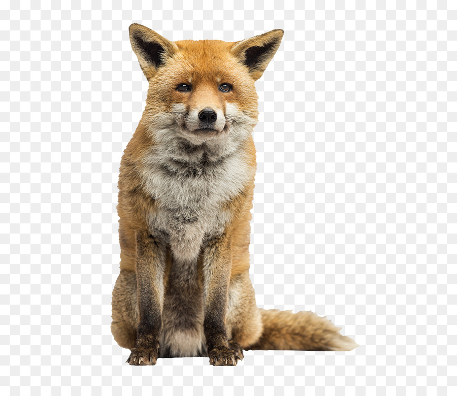Red fox Arctic fox Stock-Fotografie - grüner Salat