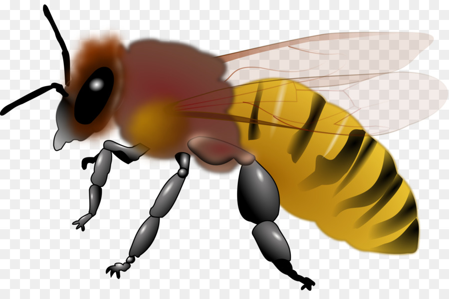 Honig Biene, Insekt clipart - Biene Honig