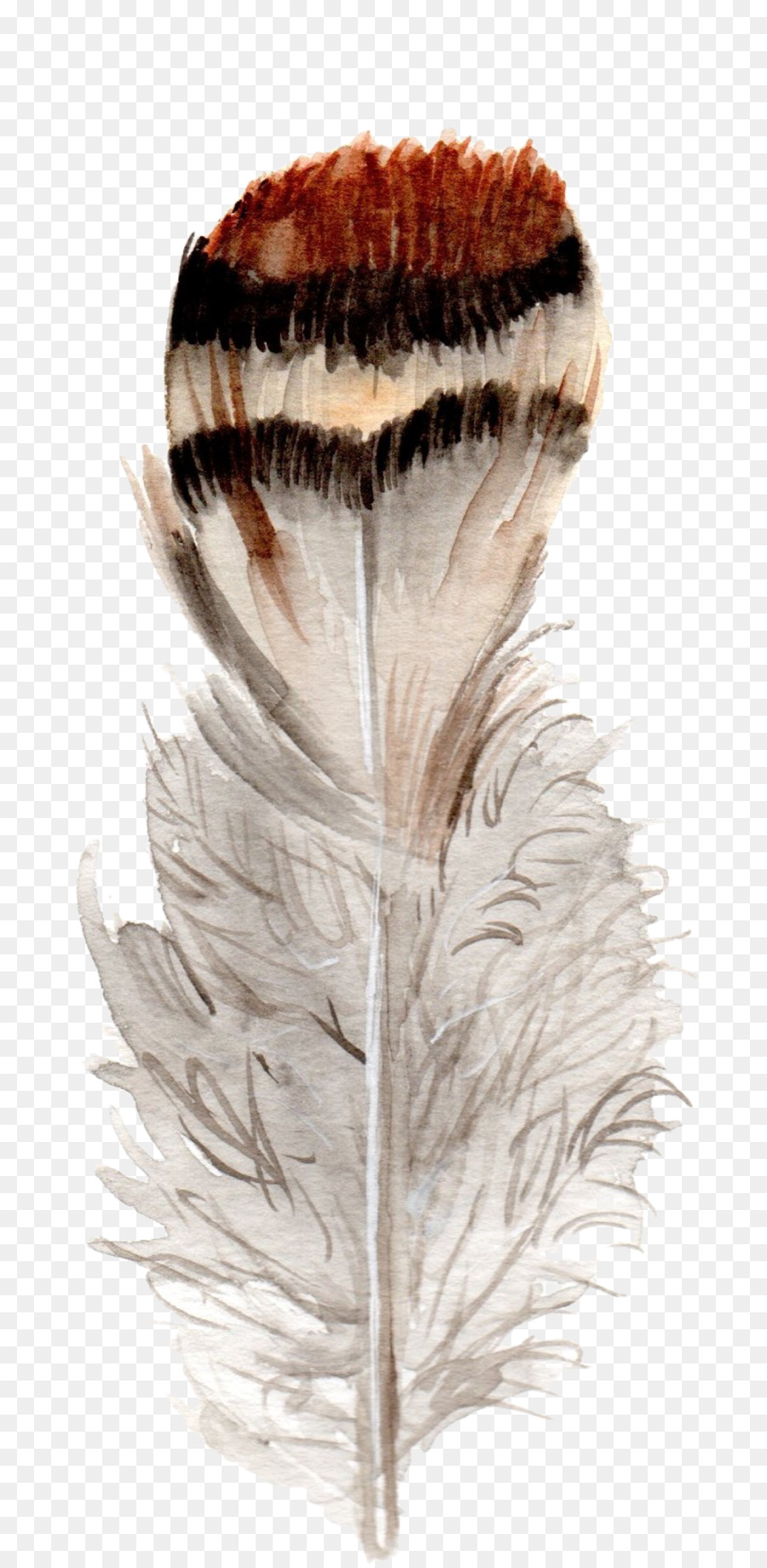 Piume Uccello dipinto ad Acquerello, Clip art - piuma