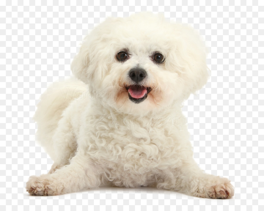 Bichon Frise Maltese cane Bolognese cane Havanese cane Barboncino - cucciolo