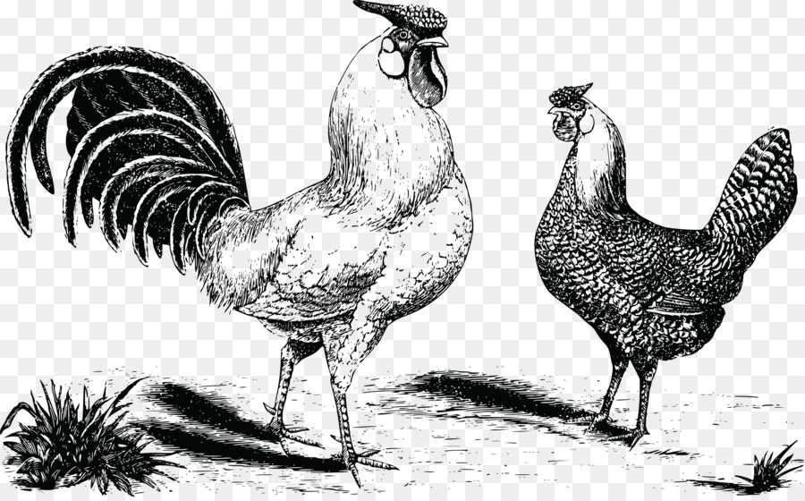 Hamburg gà con gà trống Gà Kifaranga - hen gà