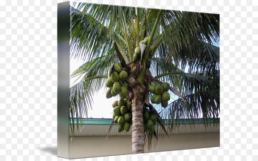 Arecaceae asiatischen palmyra Palme Attalea speciosa Coconut Tree - grüne Kokosnuss