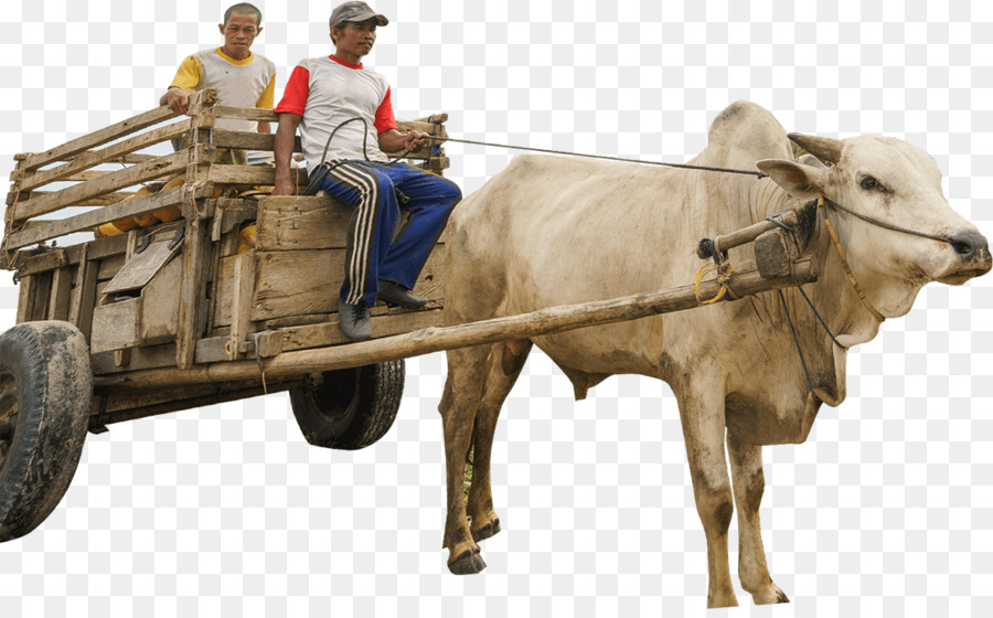 Rinder Ox, Bullock cart Fahrzeug - Bullock
