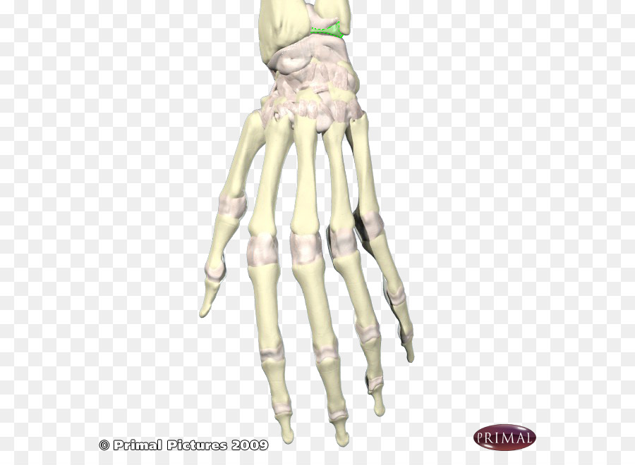 Schulter Skelett Organismus H&M - Handgelenk