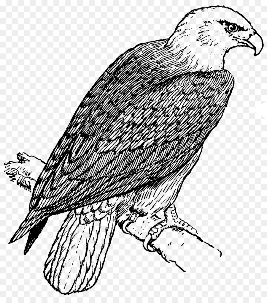 L'Aquila calva libro da Colorare Bambino Golden eagle - aquila