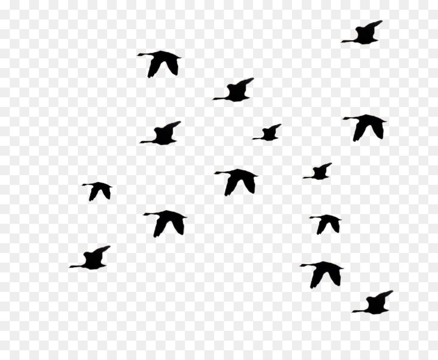 Bird Silhouette Png Download 823 732 Free Transparent Bird Png Download Cleanpng Kisspng,Garage Door Opening On Its Own