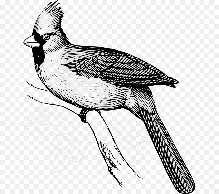 Vogel Northern cardinal Clip art - Fasan
