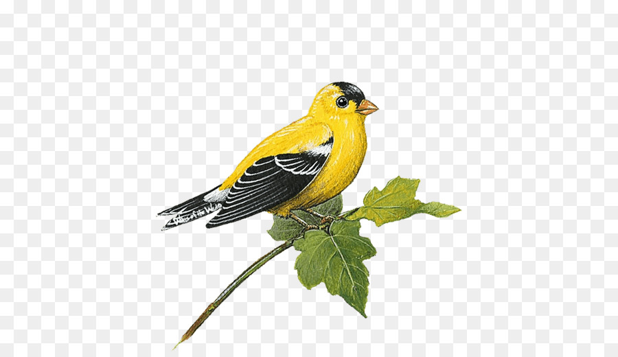 Adesivo da muro Finch Adesivo - piccolo uccello giallo