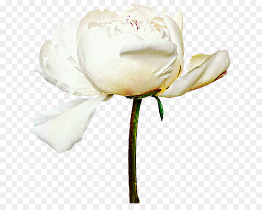 Hoa Mẫu Đơn Máy .la - hoa mẫu đơn trắng vỏ cây