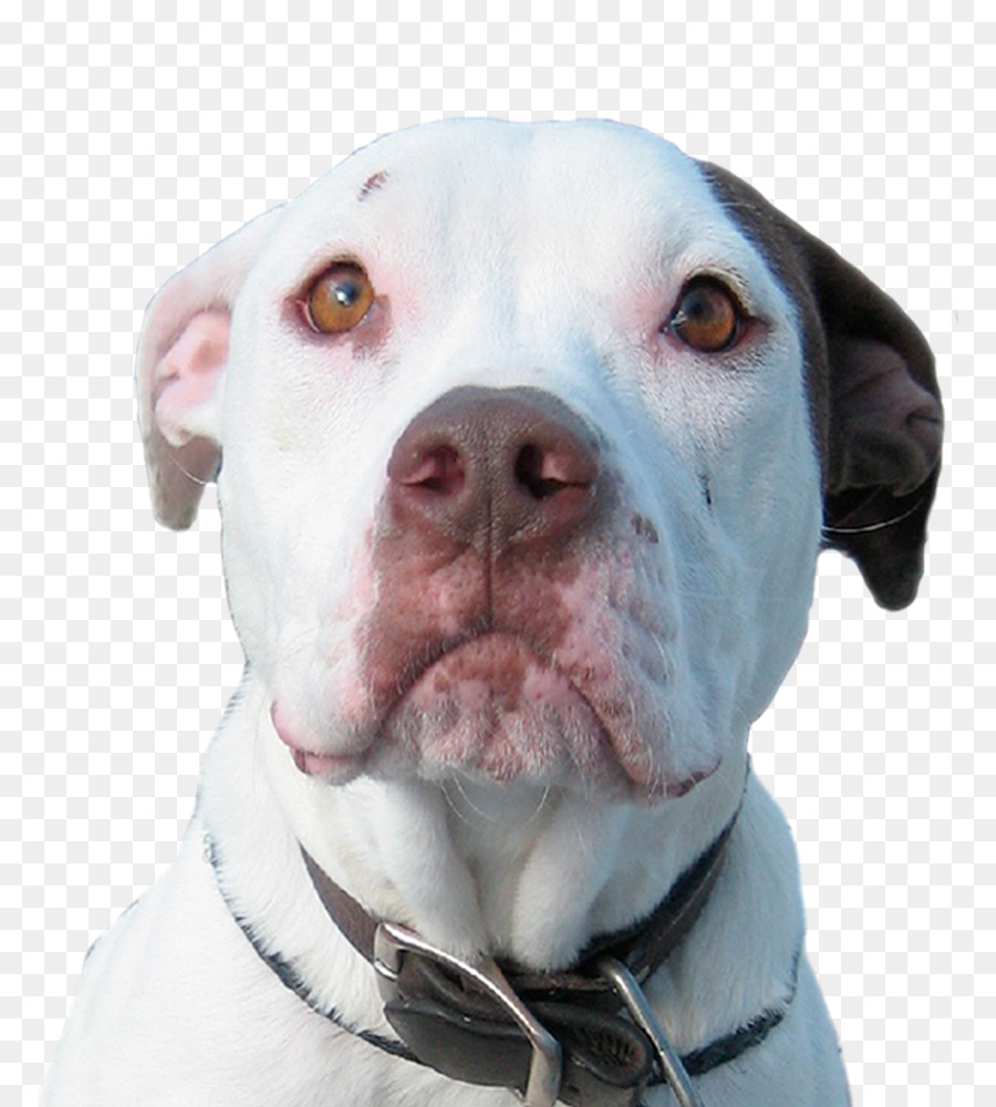 American Pit Bull Terrier-American Bulldog Cordoba Kampfhund Dogo Argentino - auf Rettung warten