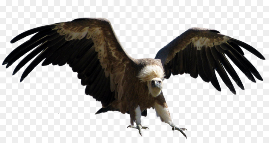 Turchia vulture Aquila - clipart dell'abbaco