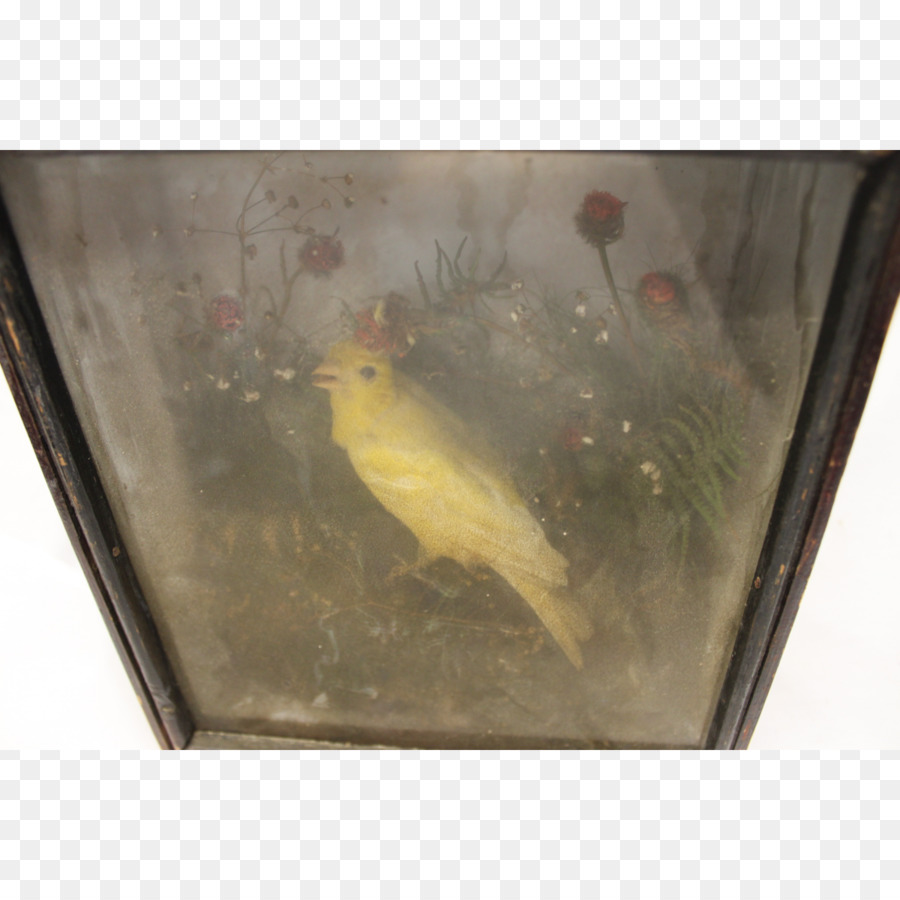Fauna Fische - kleine gelbe Vogel