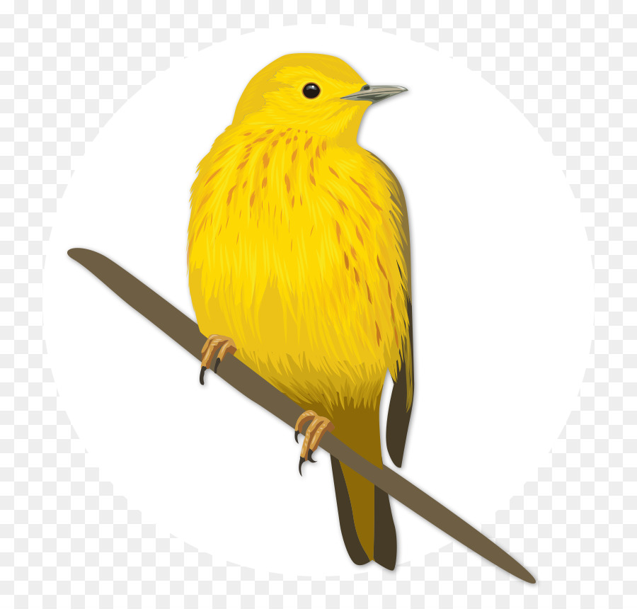 Cá chim vàng anh - Chợ Vườn