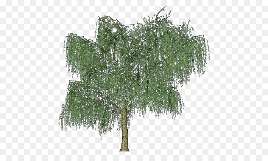 Baum Weeping willow Woody pflanze Strauch - baum des lebens