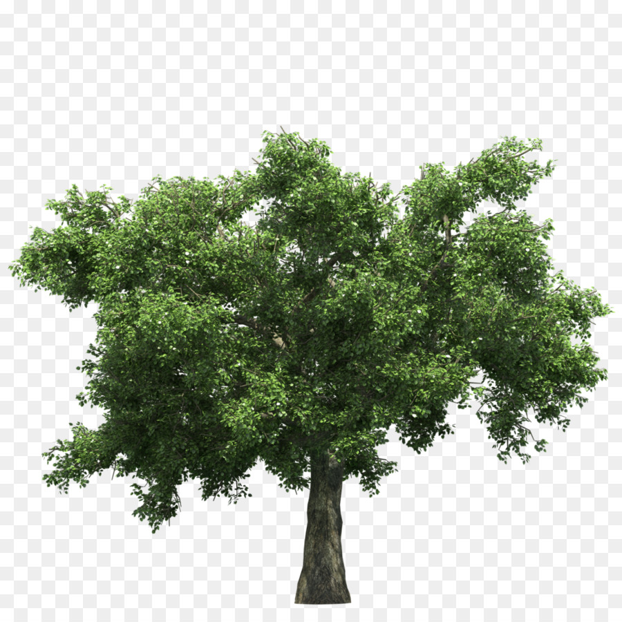 albero - albero di ginkgo il download gratuito