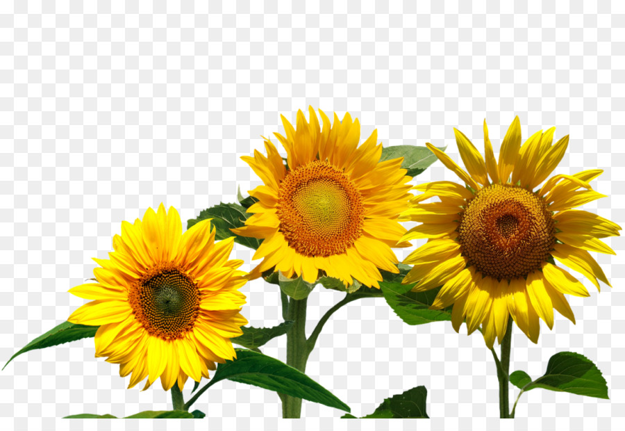 Common sunflower Flowerevolution: Blooming in Ihr Volles Potenzial mit der Magie der Blumen - gelb Sonne Sommer