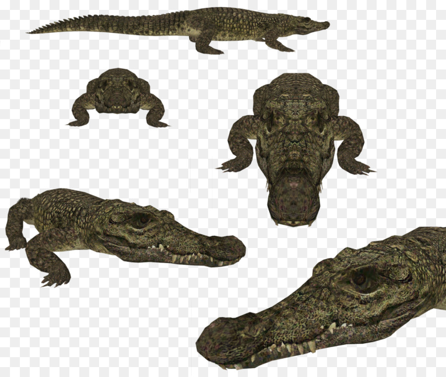 Nile cá sấu Thú ông Trùm 2 cá Sấu con cá sấu - vị thành niên