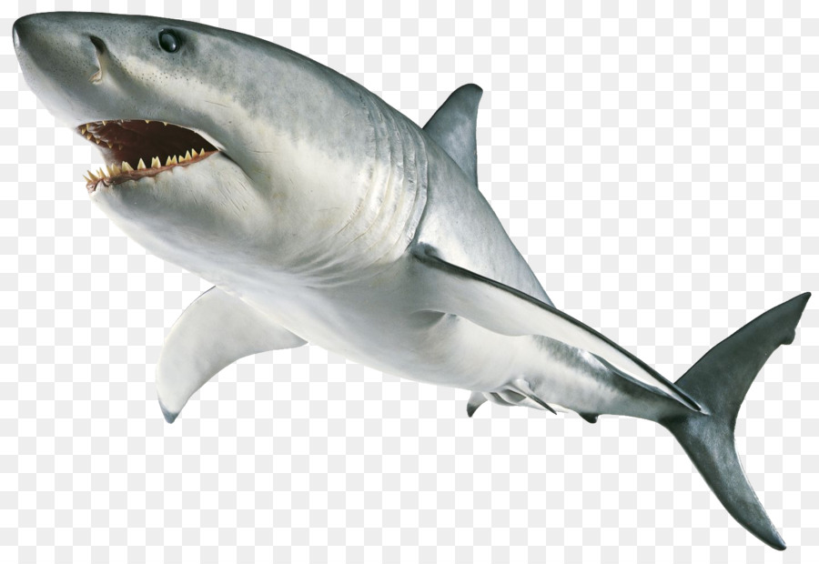 Cá mập trắng Máy tính Biểu tượng Clip nghệ thuật - cá mập véc tơ